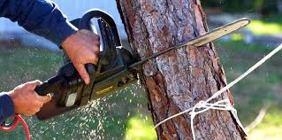 Professional  Tree Services in Burlington, OH