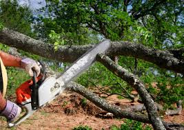 Best Tree Removal  in Burlington, OH